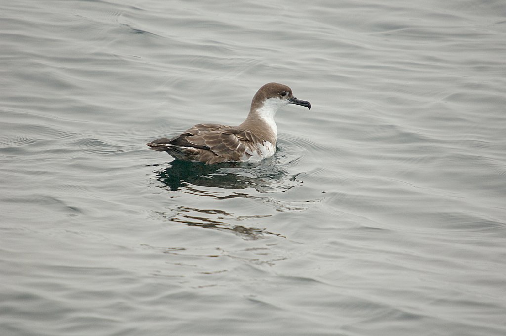 Shearwater, Greater, 2006-07081653 Hyannis, MA.JPG - Greater Shearwater, Broolkine July 2006 Hyannis pelagic bird trip